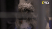 doggie winter wonderland pupparazzi GIF by Nat Geo Wild