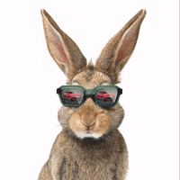 volkswagen_at cars rabbit volkswagen vw GIF