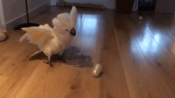 This Cockatoo Is Crazy for Chasing Cups
