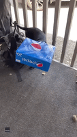 ‘What Are You Doing in There?’ Dog Gets Head Stuck in Pepsi Box