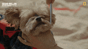Dog GIF by National Geographic Channel