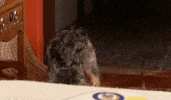 Reality Lagranja GIF by Mediaset España