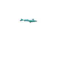 Excited Great White Sticker by Shark Week
