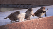 bird GIF by JustViral.Net