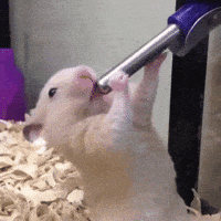 Cute Hamster GIF