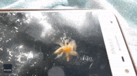 'Very Cute': Spider Leaves Trail of Silk Over Phone Before Jumping Away
