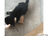 cats playing GIF