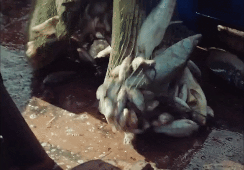 Sante Multitude GIF by Stromae