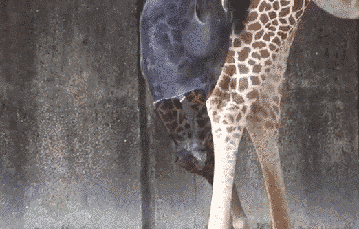 birth GIF