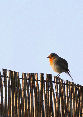 european robin bird GIF by Head Like an Orange
