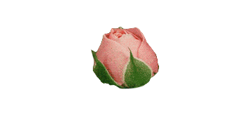 Pink Rose Sticker