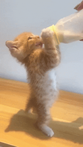 cuteanimalland giphyupload GIF