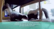 nat geo wild pets GIF by Dr. K's Exotic Animal ER