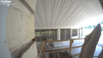 Lizard Tries to Eat Doorbell Cam