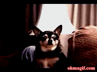 Video gif. A zooming close-up of a chihuahua with alert ears and bulging eyes, looking shocked as the video coloring turns to red.