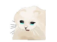 Cat Meme Sticker