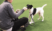 Dog GIF by Westminster Kennel Club