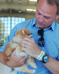 The Stig Fluffy Dog GIF