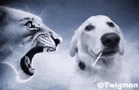 Dog Rage GIF
