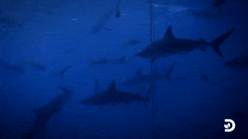 I've Never Seen This Many Sharks Before
