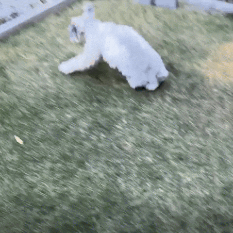 Zoomies Schnauzer GIF