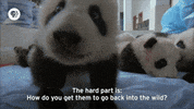pbs adventure GIF by EARTH A New Wild
