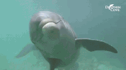 GIF by Dolphin Discovery