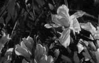 GIF by Fandor