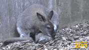 Mom Mama GIF by Brookfield Zoo