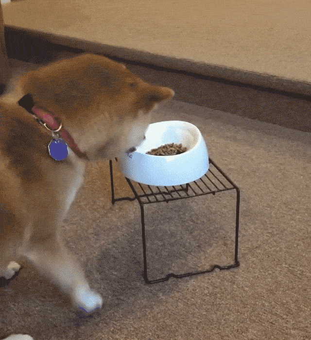 cuteanimalland giphyupload GIF