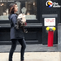 thedodo cute dog the dodo GIF