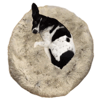 Sammie Sticker by Mainely Dogs