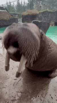 Walruses Make 'Amazing' Sounds on Command at Washington Zoo