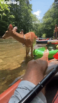 Cute Deer Makes Friends with Kayaker