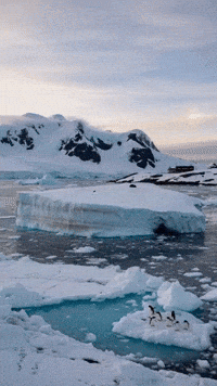 antarticalover antarctica antarctica ice antarcticalove antarcticameme GIF