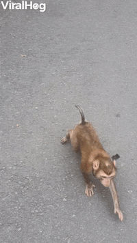 Monkey Funny Animals GIF by ViralHog