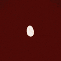 Barn Owl GIF