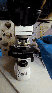 V4 Parasite Formula vs Parasites