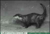 otter GIF