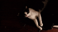 Cat! by Lucas Nyhus
