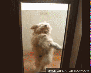 cute dog GIF