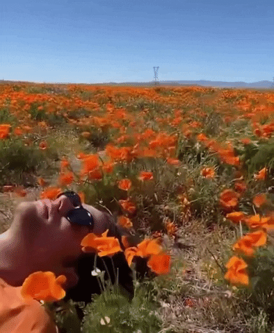 Wildflower Love GIF by GASLAMPKILLER