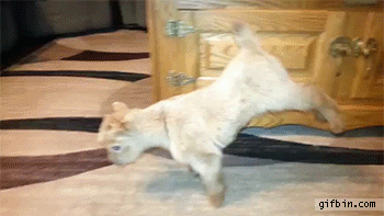 GIF by Random Goat