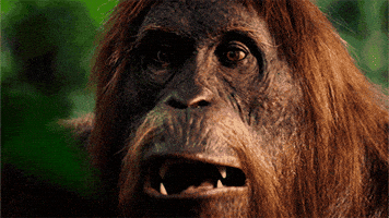 wild animals #spyinthewildpbs GIF by PBS