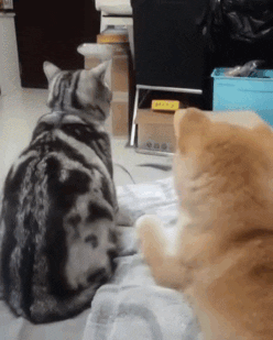 cuteanimalland giphyupload GIF