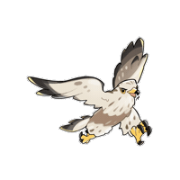 Firuo_drawingbirds bird hawk 鳥 老鷹 Sticker