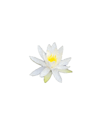 Portland Waterlily Sticker by EDGARDUDE