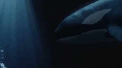 yaroslavastrutsynska giphygifmaker GIF