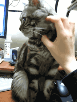 cat cuddle GIF