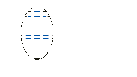 Womens Soccer Football Sticker by USL